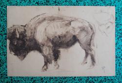 bison-etude-d-eleve-1.jpg